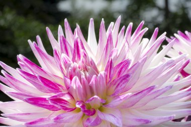 renkli dahlia çiçeği