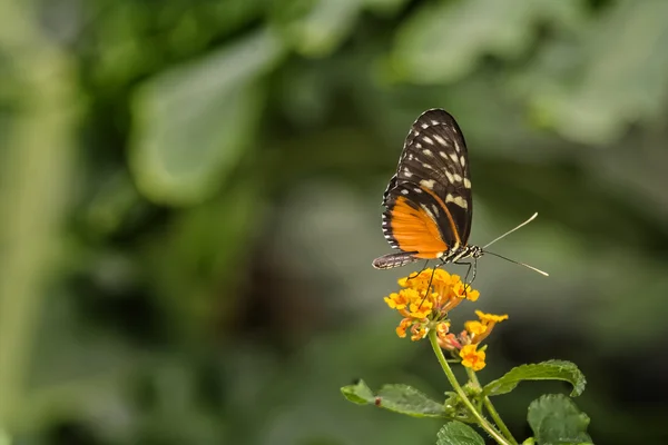 Borboleta bonita — Fotografia de Stock