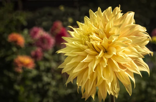 カラフルな黄色のダリアの花の庭 — ストック写真