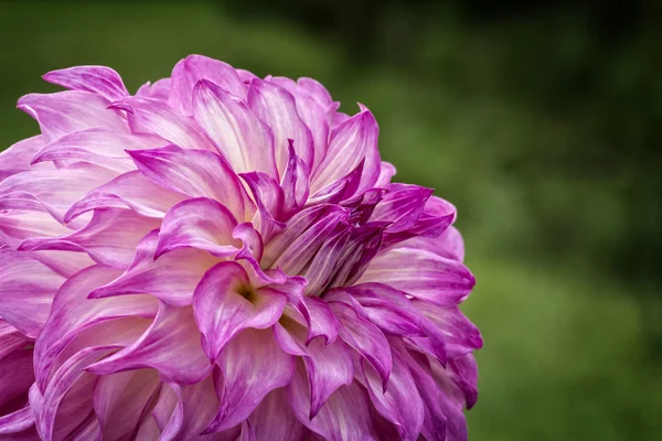 Fleur de dahlia colorée — Photo