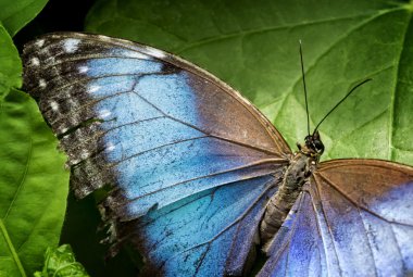 Mavi Morpho Kelebeği