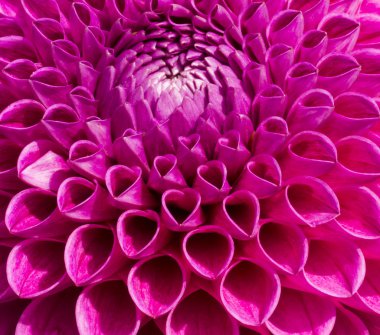 pembe renkli dahlia çiçeği