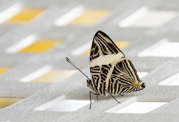 Güzel zebra kelebeği — Stok fotoğraf