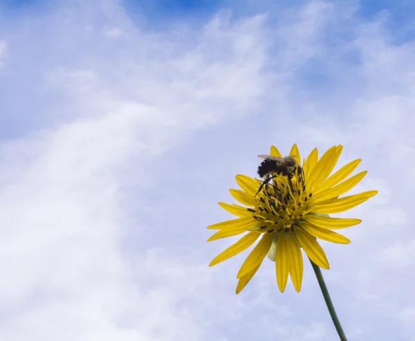 Bee and Fower — Stock Photo, Image