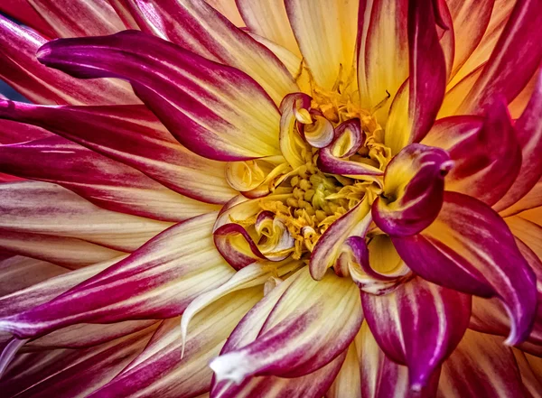 Fleur de dahlia colorée — Photo