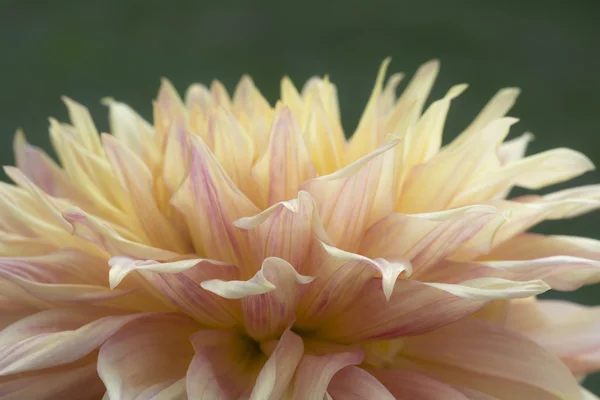 Colorful Dahlia Flower — Stock Photo, Image