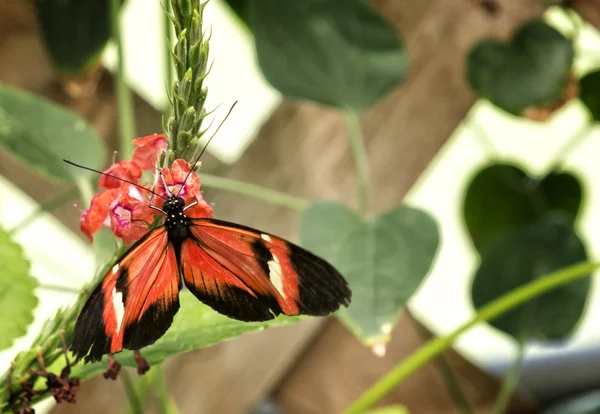 Půvabný motýl — Stock fotografie