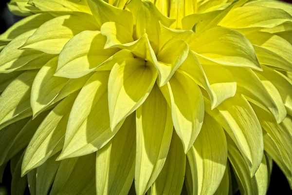 Colorful Yellow Dahlia Flower — Stock Photo, Image