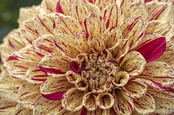 Fleur de dahlia colorée — Photo