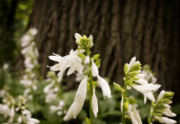 白い野生の花 — ストック写真