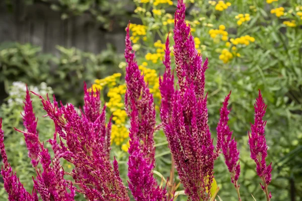 Magenta gekleurde astilbe — Stok fotoğraf