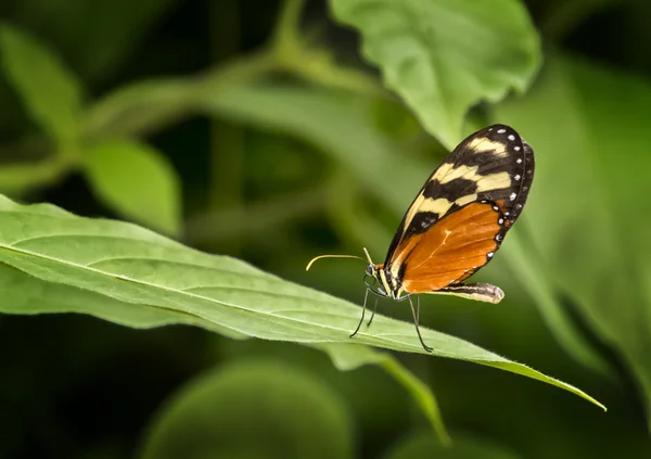 Bonita mariposa — Foto de Stock