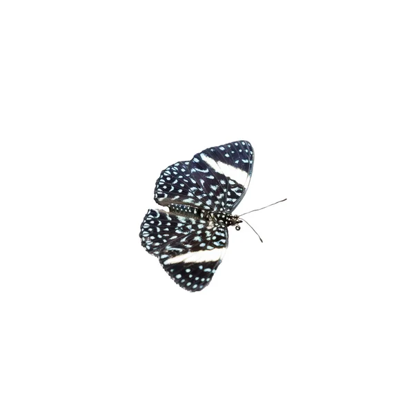 Butterfly Isolated — Stock Photo, Image