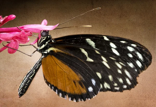 Güzel kelebeği — Stok fotoğraf