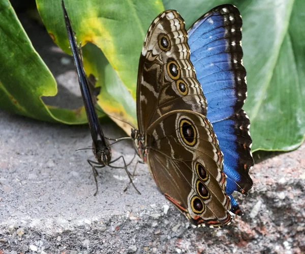 Farfalla Morpho blu — Foto Stock