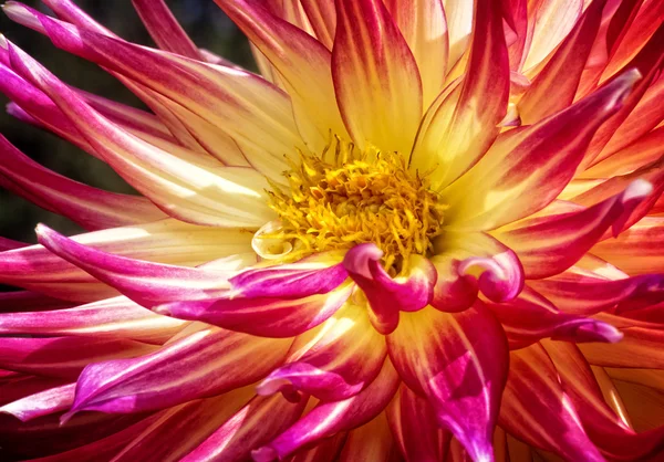 Barevné dahlia květiny — Stock fotografie