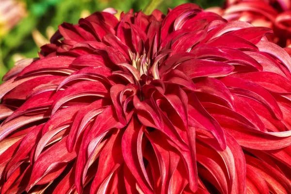 カラフルな赤いダリアの花 — ストック写真