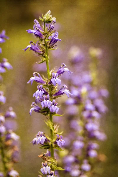 Paarse bloem — Stockfoto