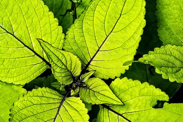 Yeşil coleus bitki