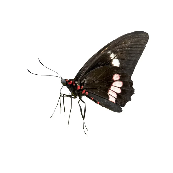 Butterfly Isolated — Stock Photo, Image