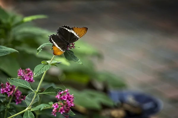 Joli papillon — Photo