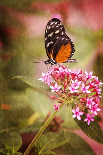 漂亮的蝴蝶 — 图库照片