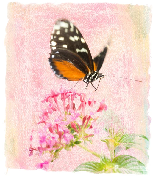 Güzel kelebeği — Stok fotoğraf