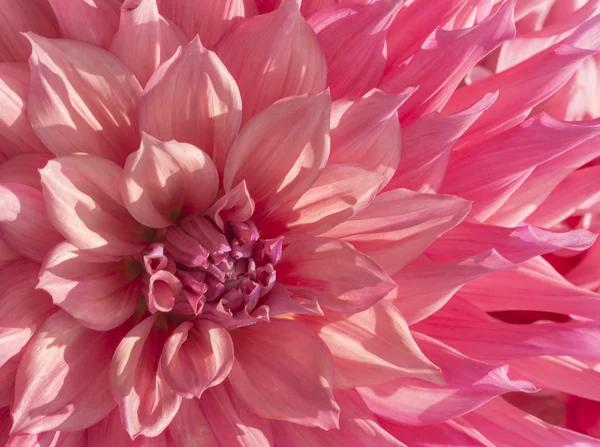 Colorato rosa Dahlia Fiore — Foto Stock