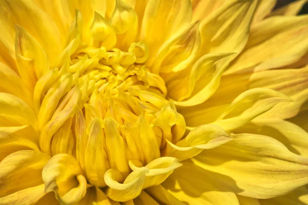 Fleur jaune colorée Dahlia — Photo