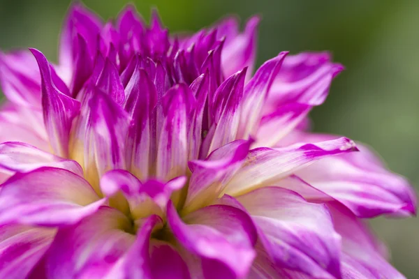 Квітка барвисті жоржин — стокове фото