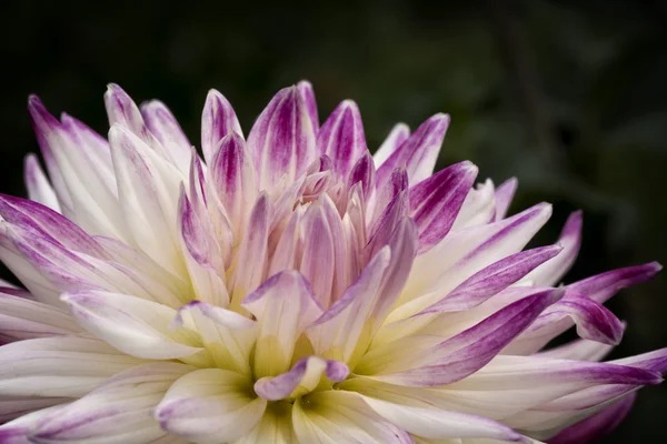 Flor de Dahlia roxa e branca colorida — Fotografia de Stock