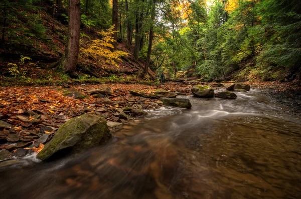 Skogen ström på hösten — Stockfoto