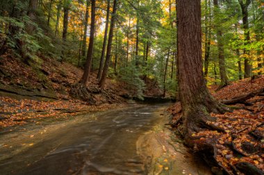 Forest Stream In Autumn clipart