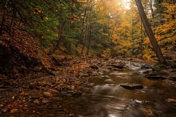 秋の森のストリーム — ストック写真