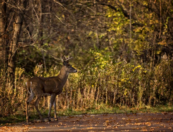 Witte staart herten buck — Stockfoto