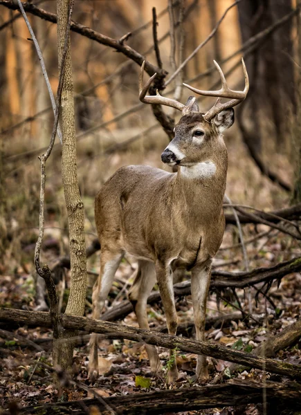 Witte staart herten buck — Stockfoto