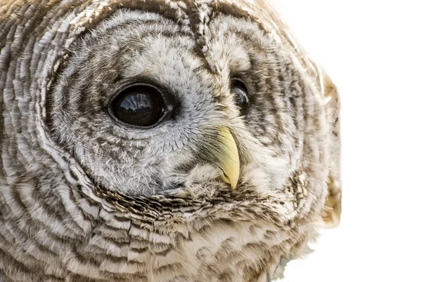 Gestreepte uil geïsoleerd — Stockfoto