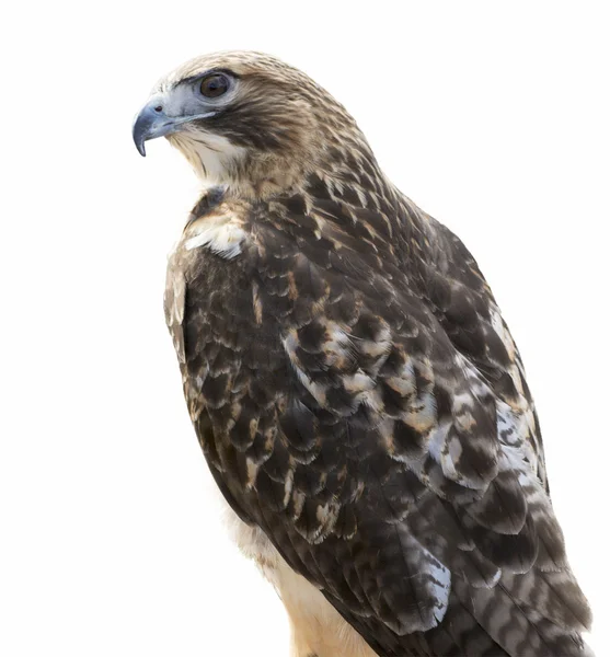 Red-tailed Hawk Isolated — Stock Photo, Image