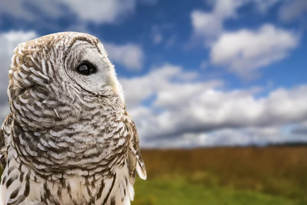 Gufo barrato — Foto Stock