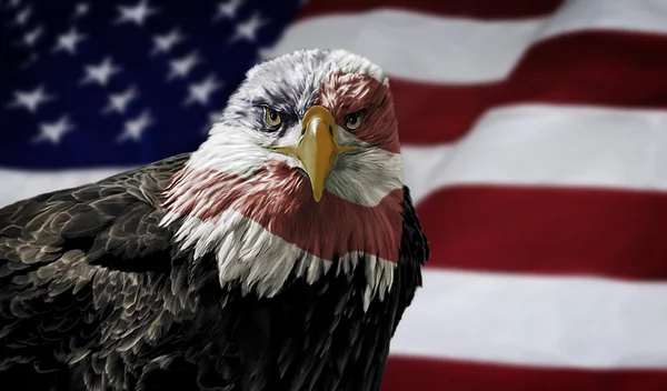 Águila calva americana en la bandera —  Fotos de Stock