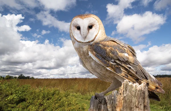 Gråuggla — Stockfoto