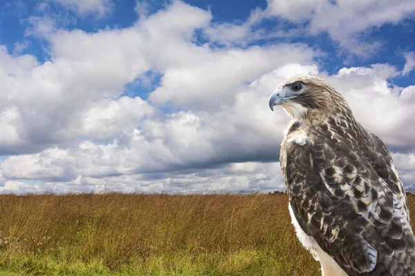 Red-tailed Hawk — Stock Photo, Image