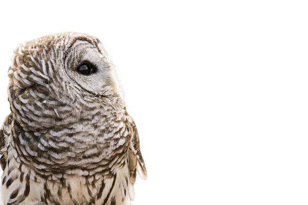 Close-up of a Barred Owl isolated on a white background. The Barred Owl is primarily a bird of eastern and northern U.S. forests
