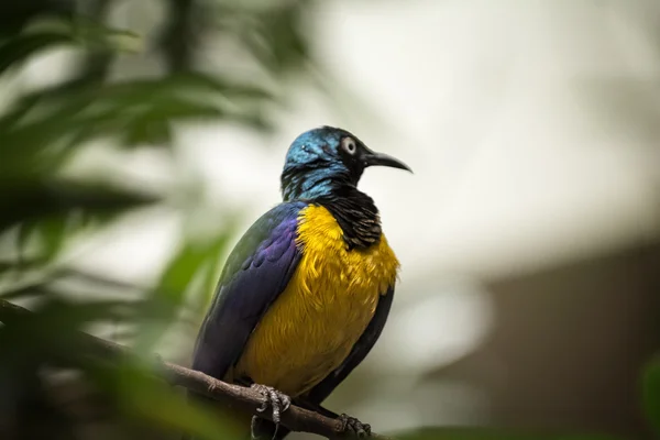 Gouden-breasted Spreeuw — Stockfoto