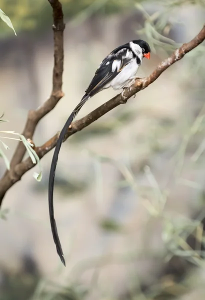 PIN-tailed whydah — Fotografia de Stock