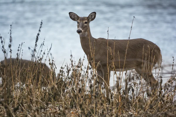 Witte staart herten Doe — Stockfoto