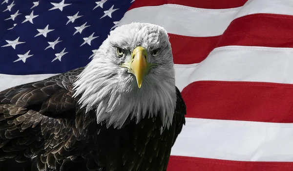 Amerikanska skallig örn på flagga Stockbild