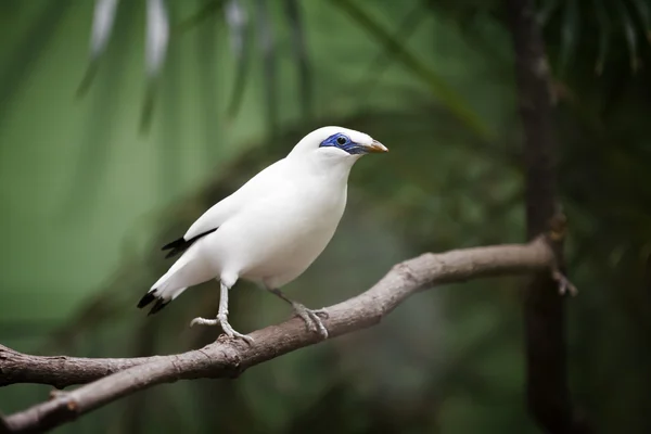 Μπαλί Bird της Myna — Φωτογραφία Αρχείου