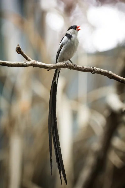 Καρφίτσα-tailed whydah — Φωτογραφία Αρχείου