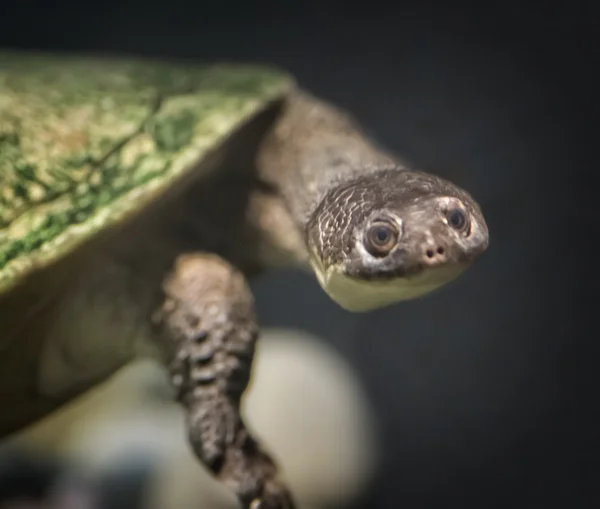罗迪岛蛇颈龟 — 图库照片